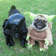 Illustration for article titled Help me Internet shop ETA Cute pics as bribery/payment